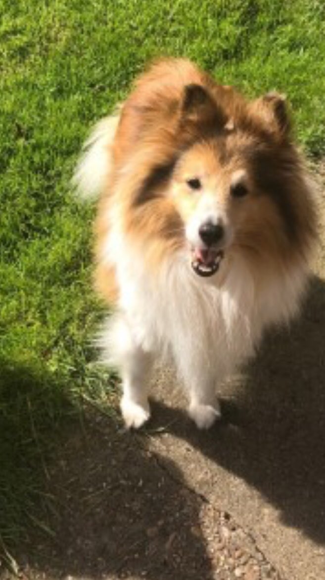 rosieDoc2's tweet photo. #findZoe possibly ran scared during #burglary OR TAKEN🤔 SHE IS 14yrs old/ALMOST blind/TOTALLY deaf 😞HOLDS HER HEAD TO THE SIDE this will be so traumatic for her😟EAST #Butterwick / #Susworth NR #Burringham #Scunthorpe DRONES HAVE BEEN OUT 🤞 #Sheltie
https://t.co/M0RmOo8VwB https://t.co/22DUNNN8QV