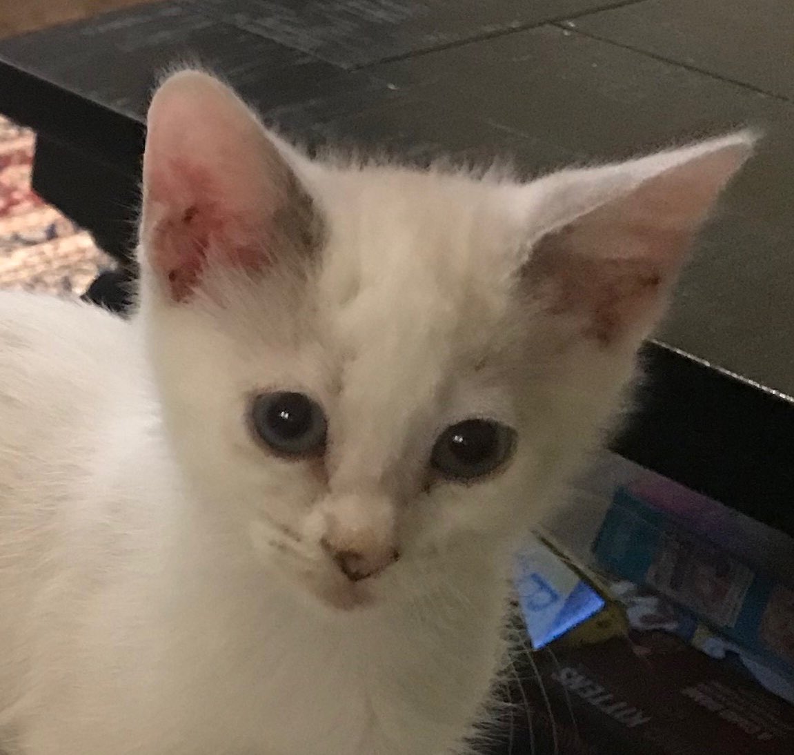 dougevansfox5's tweet photo. Police on the lookout for Ruby, a stolen kitten who disappeared from an adoption event at the Peachtree City PetSmart last weekend.  I will have details tonight on FOX 5 at 5 and 6 tonight.   @FOX5Atlanta @Fayette_Humane #helpfindruby https://t.co/SXuYUJpKPf