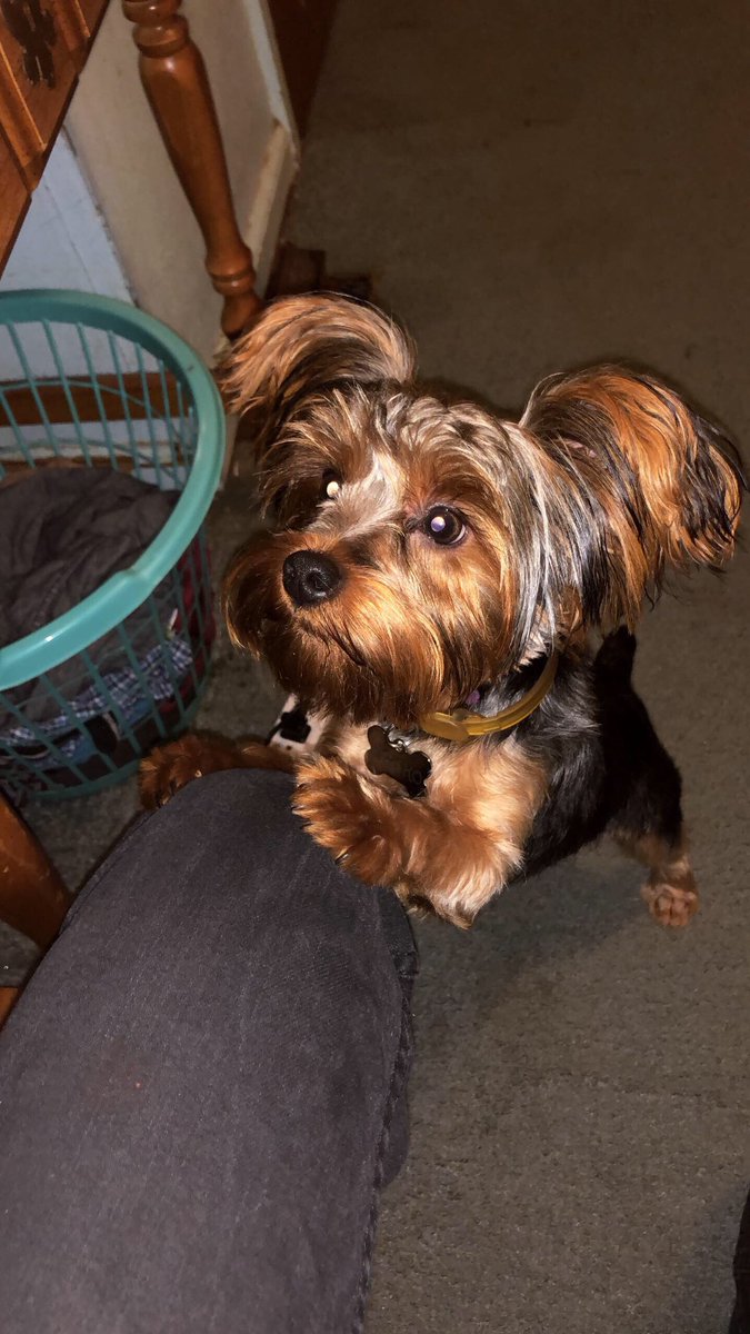 PetClo7's tweet image. since everyone posting their Yorkie