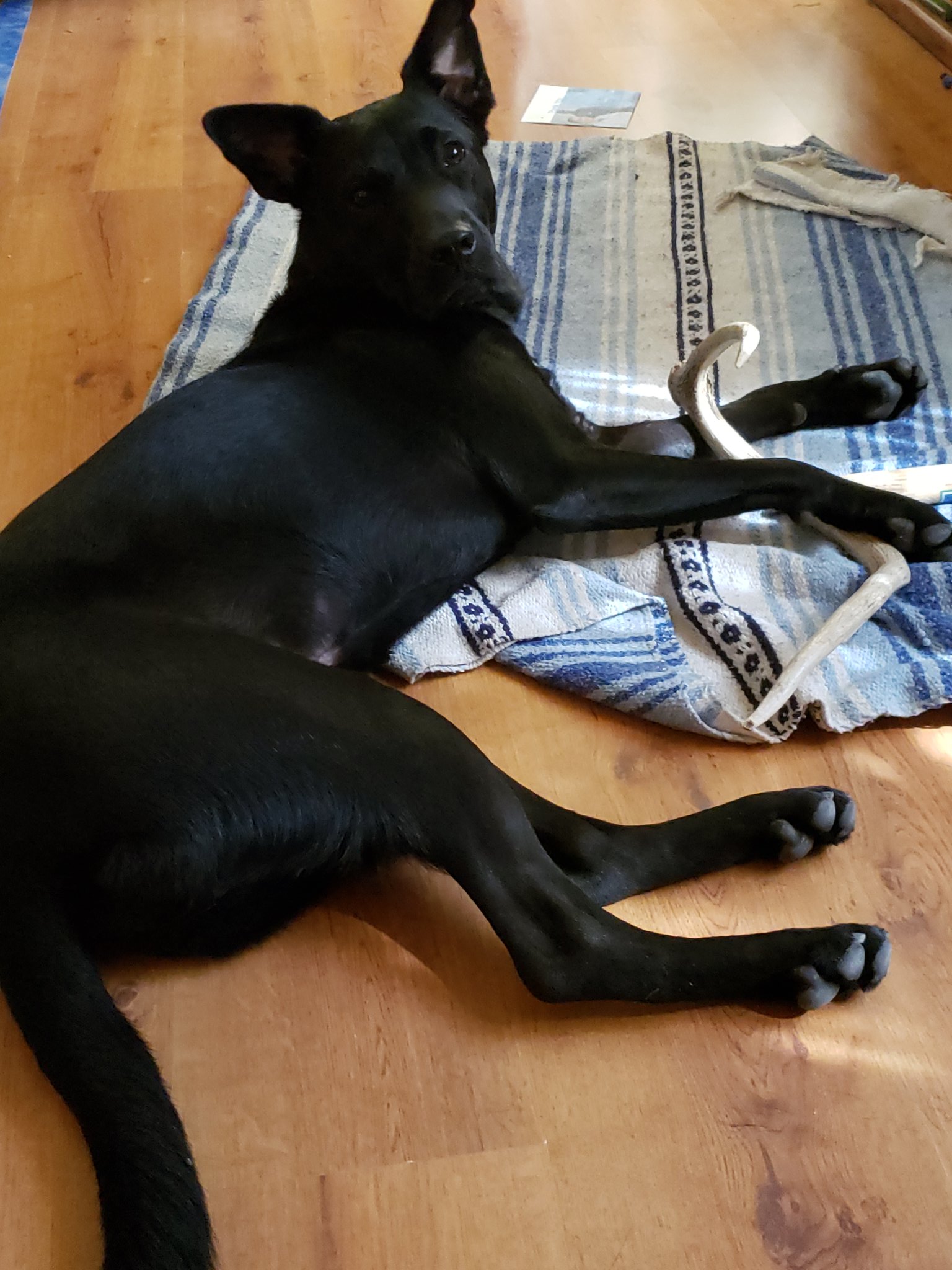 Why Does My Dog Run Circles Around Me