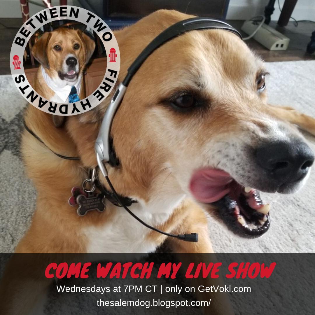 CooperEly's tweet photo. Hey Twitter, Come watch the first talk show hosted by a dog. I'll be live streaming at 6PM MST.  I may take a live question or two, if im in the mood...#DogsofTwittter https://t.co/eFR9OMurZV https://t.co/ltnSam4dEV