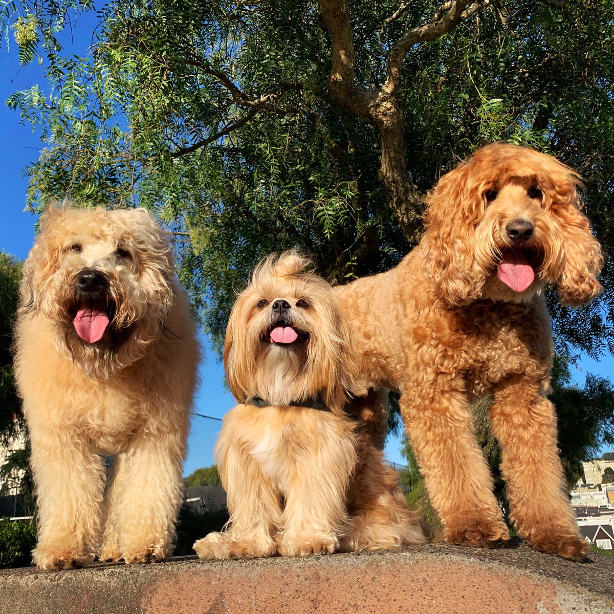 BlueMonsieur's tweet photo. Three tongues are better than one! 😜😛😝
#TongueOutTuesday #WheatenTerrier #ShihTzu #Labradoodle #BFFs #BestFriendsForever #ToT #Tuesday #Squad #Tribe https://t.co/c1CyhTlaCt