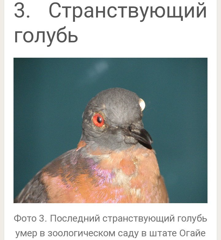 Судьба странствующего голубя. Странствующий голубь вымершие птицы. Странствующий голубь. Странствующий голубь 1914. Странствующий голубь красная книга краткое описание.