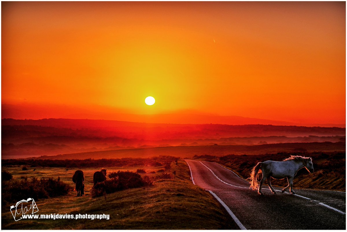 Mark J Davies Photography tweet media