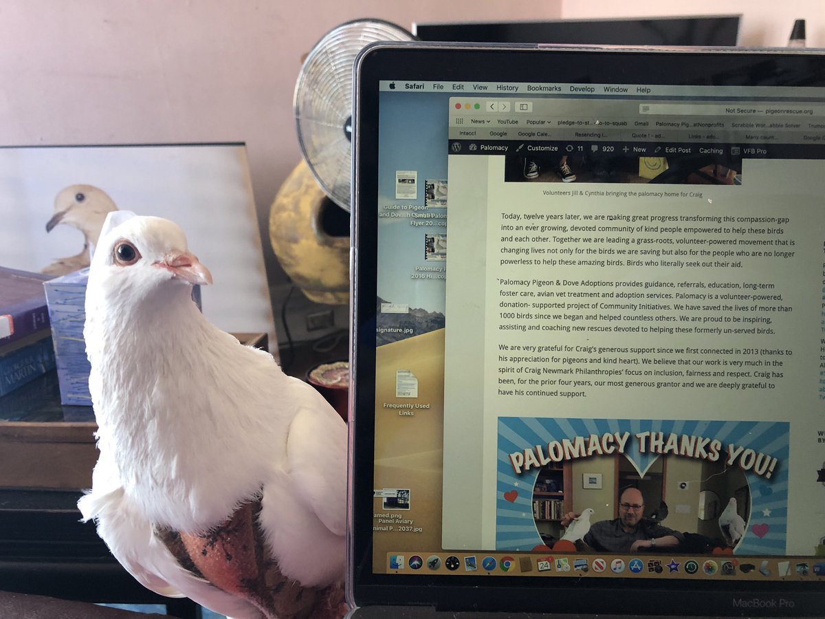 PigeonDiplomacy's tweet photo. Rescued King pigeon Cantaloupe has been helping me with https://t.co/QezjFYqvya https://t.co/bviuVzd9MZ