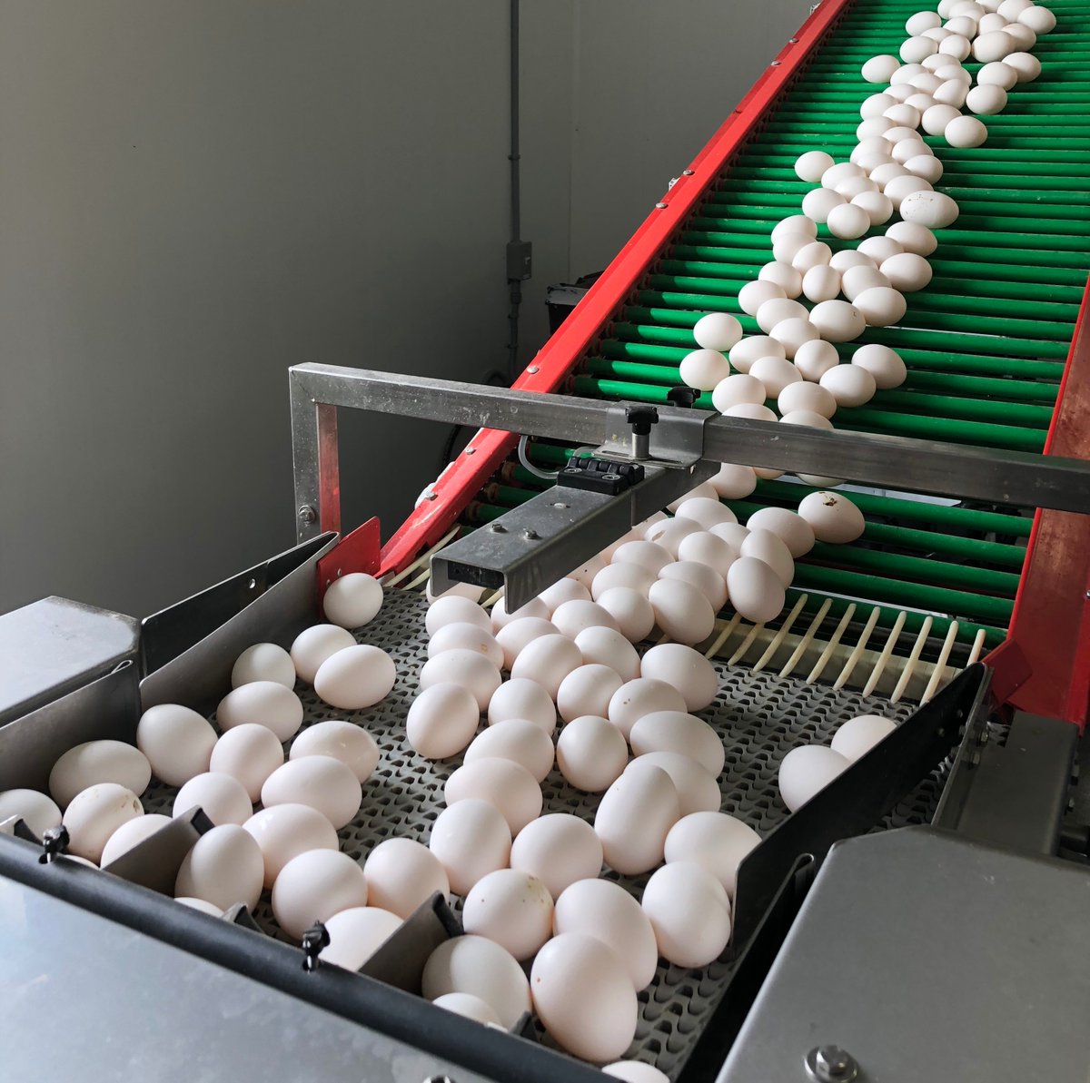 paulajroy's tweet photo. Awesome day with @eggsoeufs touring a family-run egg farm in St. Isadore. Learned lots, got to participate in a black-box cooking competition with top Ottawa chefs +
@CHEF_LYNN and ate SO much great food. Canadian food is amazing. #cheftofarm https://t.co/HoFA4DOWJT