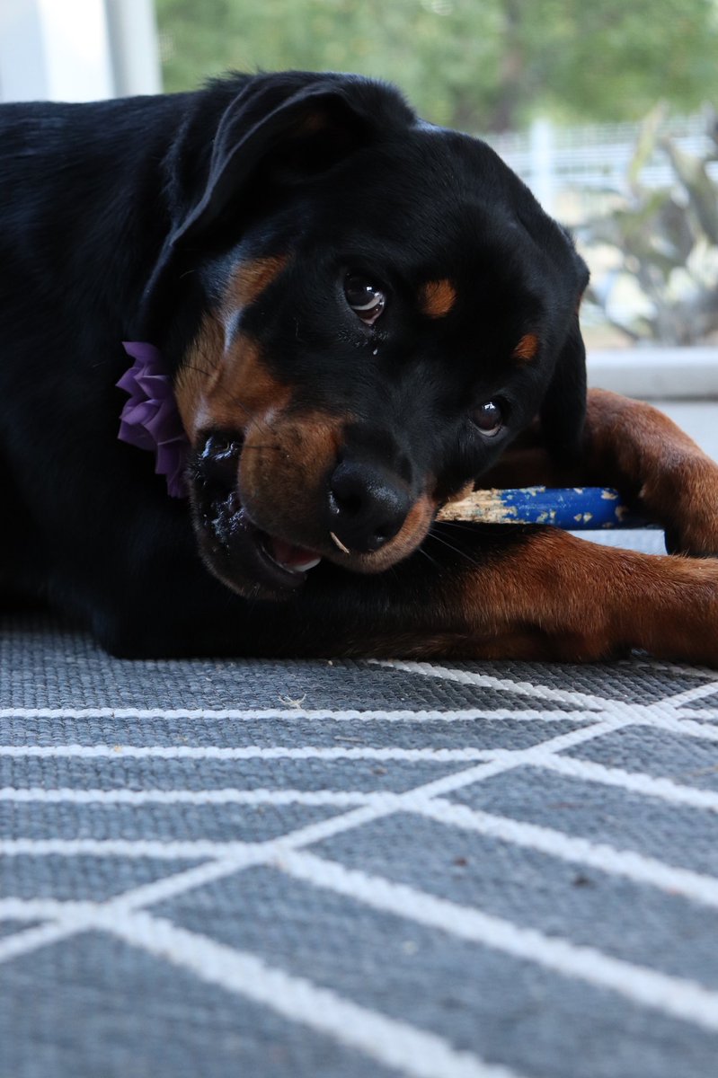 Lamar Dixon tweet media