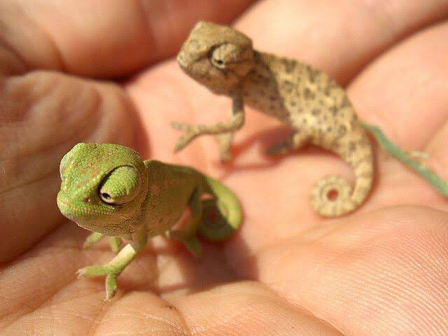 かよにゃん 1番かわいい決めよう カメレオンの手 ミトンみたいでかわいい おおまえ