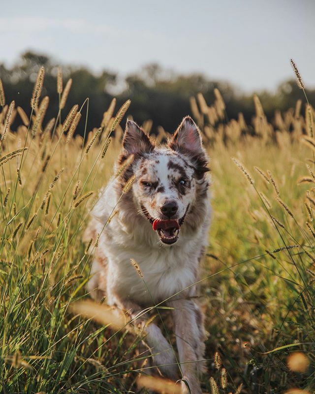 mavtheaussie's tweet photo. Enjoying these first days of fall by frolicking in the fields!
Its been a minute, but we’re looking to change that this fall. Time to get this pup back in the game! Hope we didn’t miss out on too much while we took a break. 
What we learned while we were… https://t.co/kY6aQYdkKN https://t.co/9wym1m4kO1