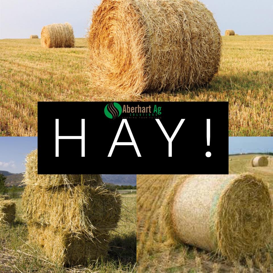 SUPER SULPHUR - FOR HAY LAND!
Hay crops in Western Canada have high sulphur requirements, &amp; often hay land is quite sulphur deficient from years of supporting hay crops.
Visit: aberhartagsolutions.ca/bio-cycle-sulp…

#biosul #agronomics #fertilizer #agriculture #sulphur #SK #farming #MB
