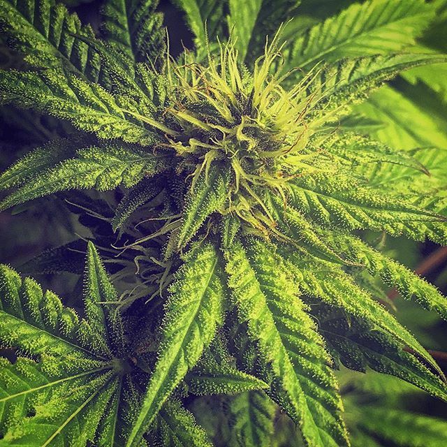 Week 6 of flower 🌸 
#cannabis #capitalclones #dank #420 #cannabisgrow #marijuana #marijuanamovement #marijuanagrowers #420life #fireitup #cannabisblogger #weedporn #weed #budporn #instaweed #high #letsgethigh #stoned #trichomes #buds #nugs #cola ift.tt/2lyp59Y