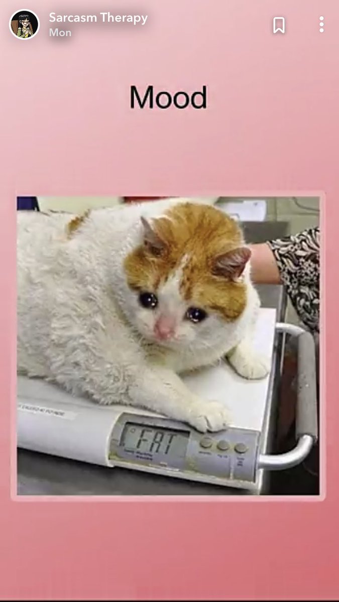 maricela27's tweet photo. 😂😂🤷‍♀️ I like to eat #ohwell #thestruggleisreal #notstopingme #funny #lol #cat https://t.co/F8i21bqixs