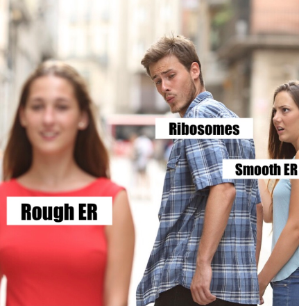 ChiefRoughER's tweet photo. https://t.co/2iBPWQQ4In