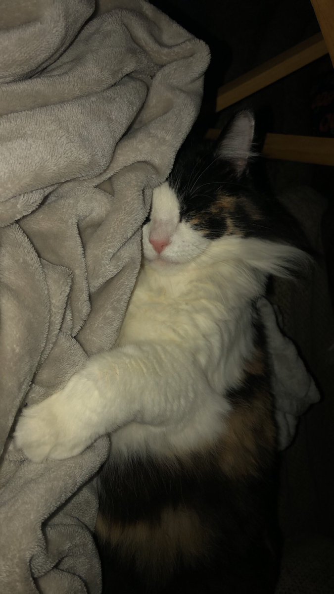 Katbirde's tweet photo. Sometimes me and my mom call my cat different names we started out calling her pig and this has escalated to a new level. I saw her and said you such a cute toaster. https://t.co/VyuGXPgiK7
