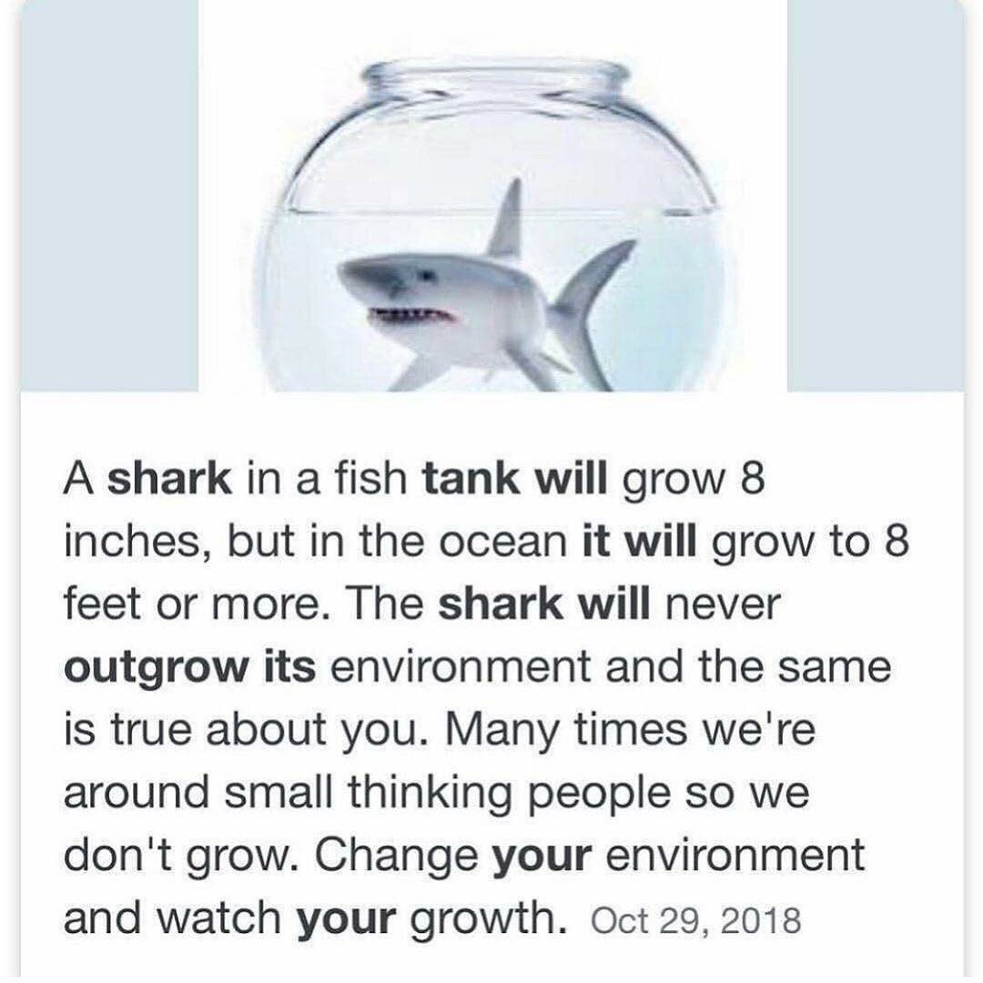 KSmart99's tweet photo. *see this post on facebook*
“Matthew we should get a shark”
M: “oh uh okay here are our options to choose from” https://t.co/nvBD393Ftu
