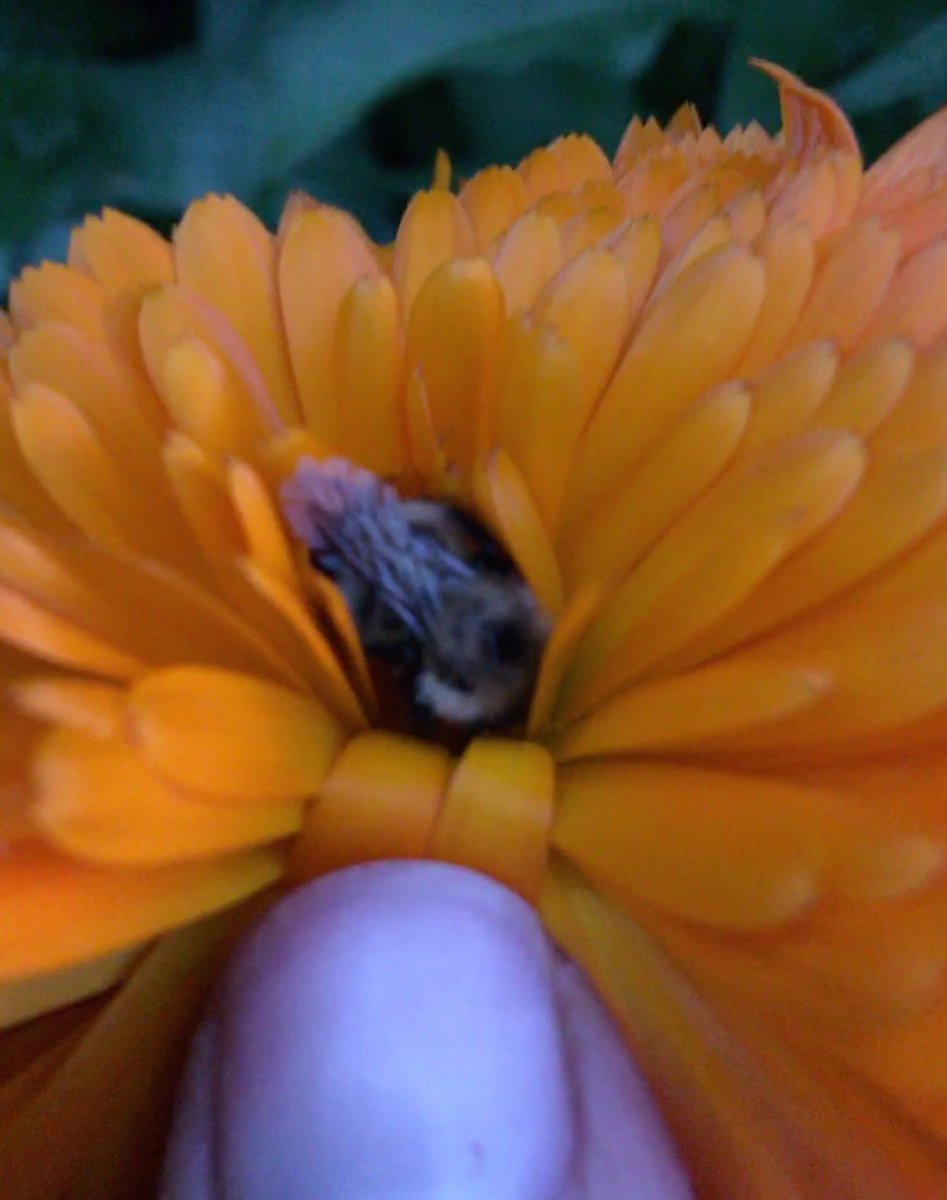 northernfield's tweet photo. @northernfield  When the #honeybees are #napping in your #herbs I had to be extra #careful not to #Disturb them 😍🐝 https://t.co/UelOSGIqwm