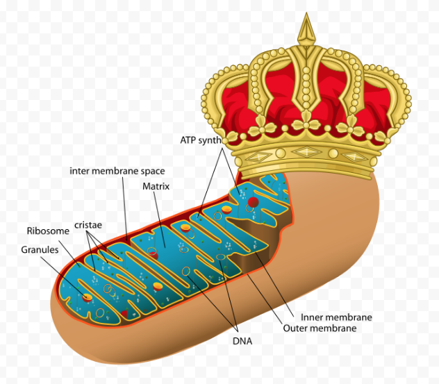 ChiefRoughER's tweet photo. @erfmitochondria
 thinks it is such a powerhouse. It only cares about creating rich molecules for the cell. Talk about only caring about the upper class. I work for all! #erfurdtcells2019 #roughER4prez https://t.co/kG3CiT9KMT