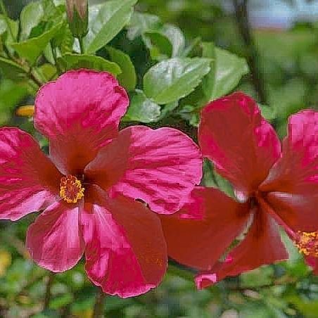 RizaParnada's tweet photo. don't love me like a flower that dies every summer, love me like a river that flows forever https://t.co/3VRdCTTNuu