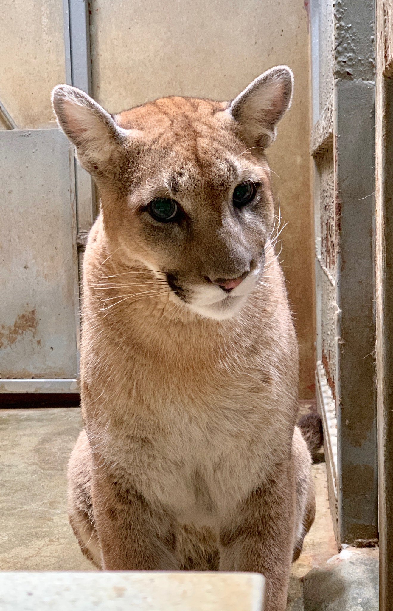 盛岡市動物公園 Zoomo No Twitter ピューマの タフ が愛媛県立とべ動物園より来園しました こちらの環境に慣れて少し落ち着いてきた頃に公開します 事前にお知らせしますので 楽しみにお待ちください