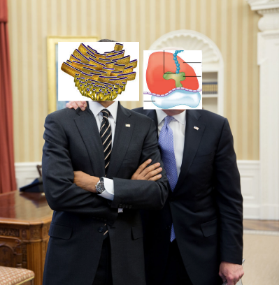 ChiefRoughER's tweet photo. My Vice President @ribosome4OIC
 and I are here for you! Together we will make proteins. After all, where would we be without proteins? #erfurdtcells2019 #roughER4prez https://t.co/hzvWNZVTER