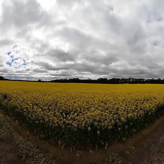 herworldco's tweet photo. Canola on a cloudy day.  #avoca #countryvictoria #spring #unfilteredphoto #ilovelife https://t.co/Swb4vnPLIV https://t.co/HvZq9GXgtH