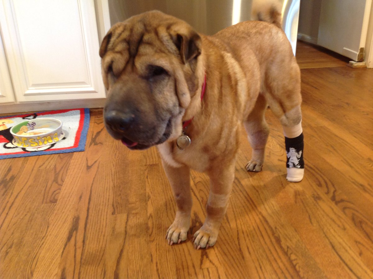 _Sharpei's tweet photo. Today my brother is 10. A little over three years ago he was given a 10% chance to make it to the end of the week as SharPei Fever led to necrotizing fasciitis literally eating his skin. Thanks to his doctors &amp; our parents care and his strength, he survived. Happy 10th Birthday https://t.co/Rx5CVuXmt5
