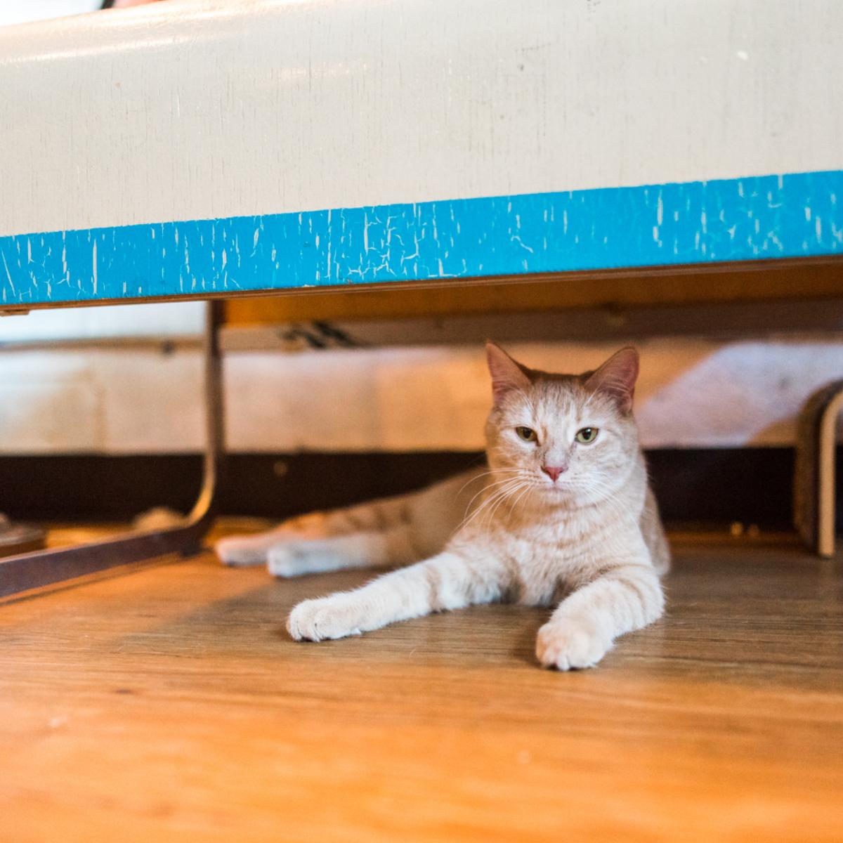 JavaCatsCafe's tweet image. The hide and seek champ!