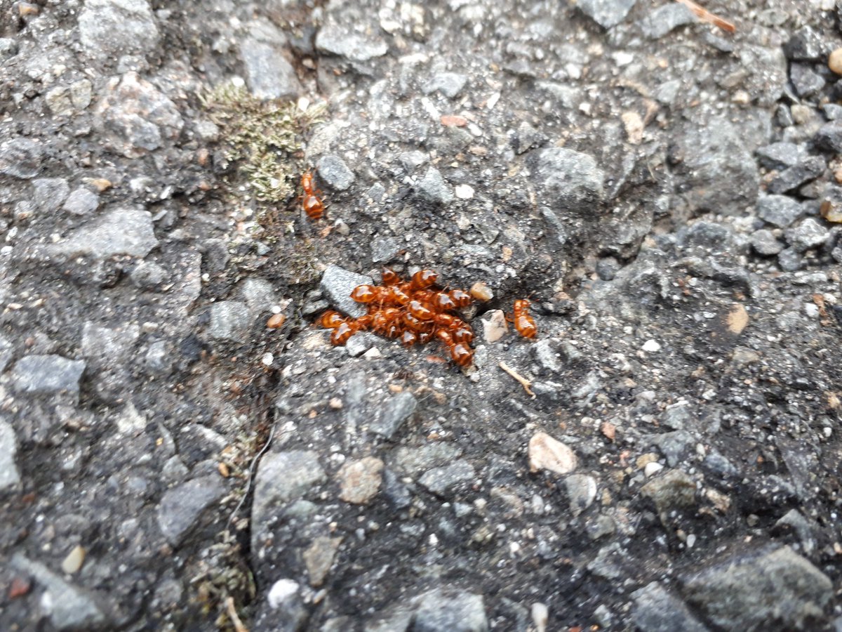 赤い蟻