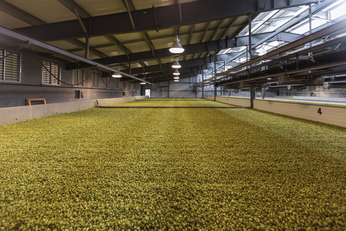 yardsbrew's tweet photo. What that means for you is the highest quality hops in #PhillyPaleAle & our #SignatureIPA as well as some new hop-focused beers in our #FirstDraft small batch series coming very soon. By soon, we mean this Friday. https://t.co/aFntHMLYgO