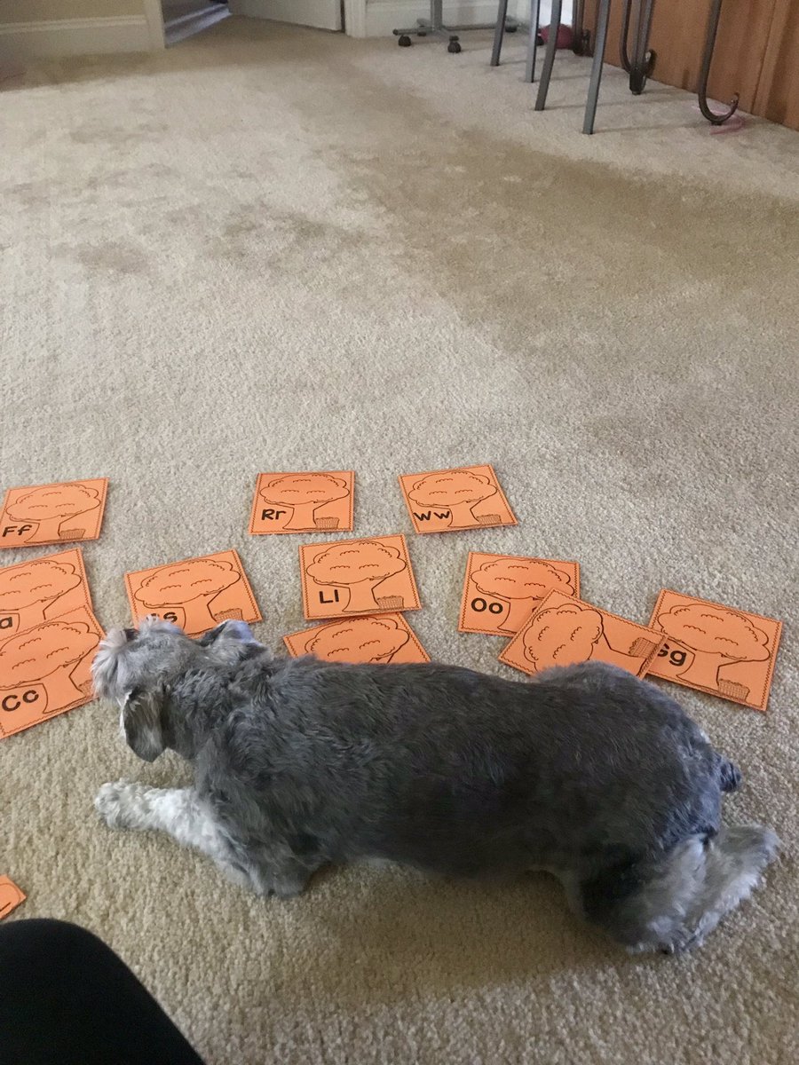 kinder_cain's tweet photo. Olive is helping me work on centers tonight 😂 https://t.co/QMOzwUW17R