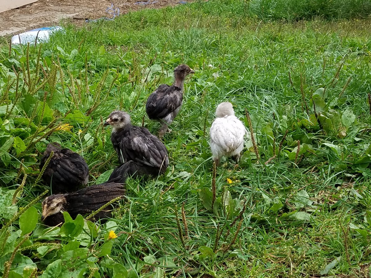 SnazzyRooster's tweet photo. These are my youngest.  Why do the humans keep calling them "McNuggets"? https://t.co/zKwPQIZ4mb
