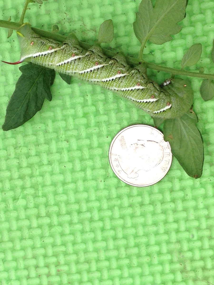 Mrs. Spencer tweet media