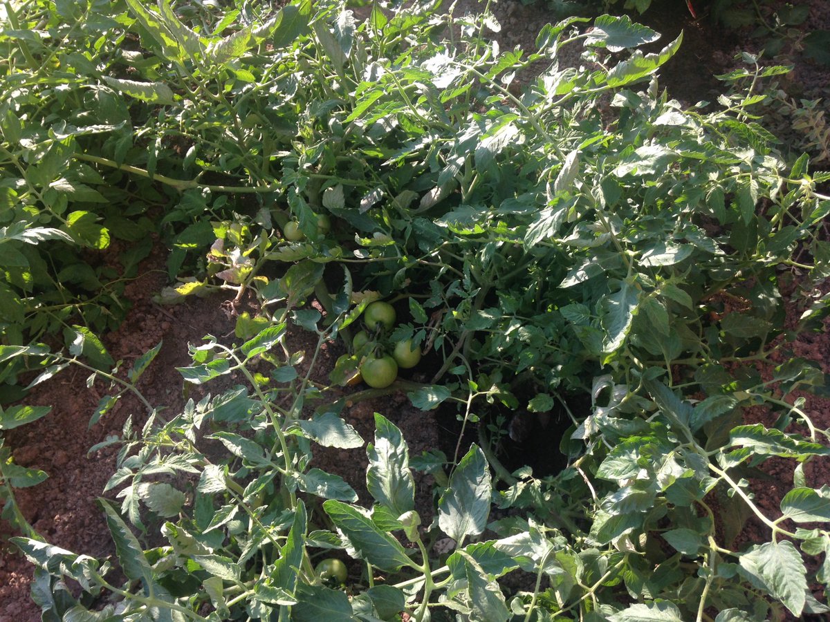 Mrs. Spencer tweet media