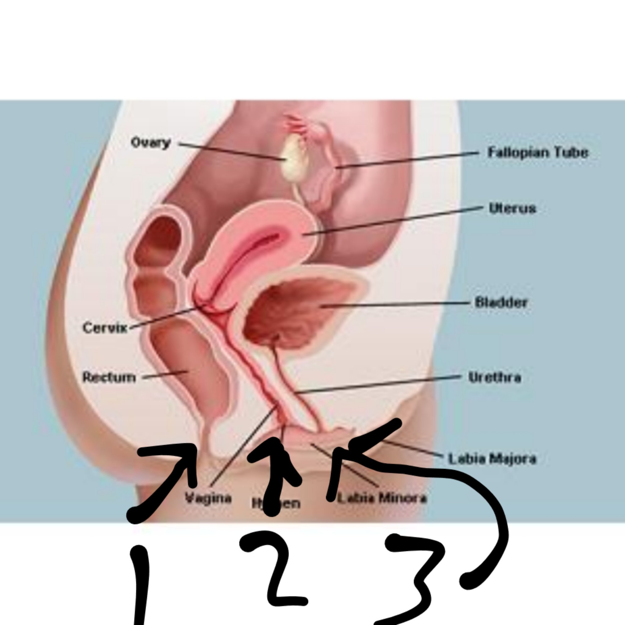Ray on X: @willlsgcreed I heard that you might be having some trouble  understanding the female anatomy. I hope this helps. 1 hole, 2 hole, and 3! 3  holes. t.co8dPlk3Y4v1  X