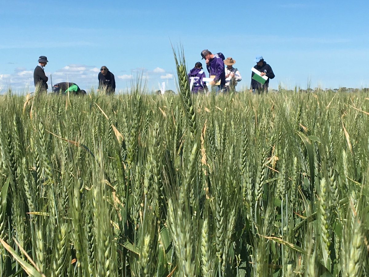DavidEvans_59's tweet image. Brilliant day for the practical weed &amp;amp; crop identification section of @GrainGrowersLtd #CropComp. These #cropstars hard at work.