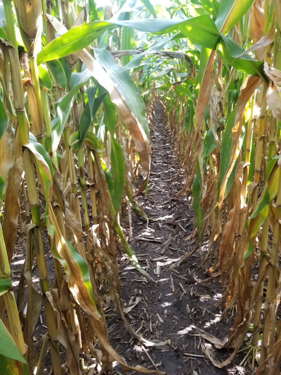 PhelpsRodney's tweet photo. #basfplanthealth2019. Veltyma left, Mirivas Neo right. You decide? Combine will tell the story. Tar spot showing its ugly head. https://t.co/zDN0dlvzkA