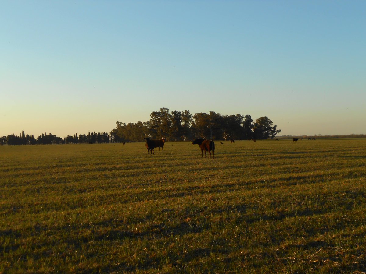 Crioshito's tweet photo. #cyclinglove #ThePhotoHour #sunset #atardecer #nikoncompact #rural #nature #latinoamerica #instamoments
📸🇦🇷🚲🌞 https://t.co/y0wkKrFXwS