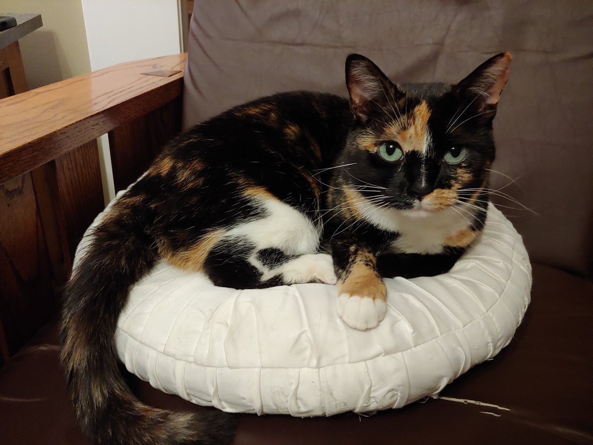 CindyStables's tweet photo. #Tuscaloosa #Missingcat  My cat is missing.  Please let me know if you've seen her.  Thanks so much!!!!! https://t.co/u2cD7aegSh