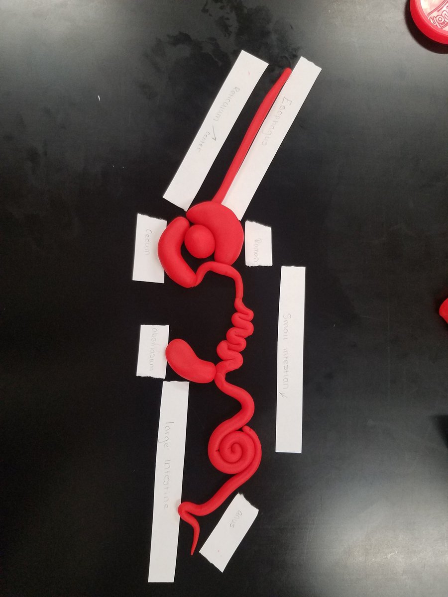 ffa_urbana's tweet photo. Animal and Plant Science students reviewed for their test tomorrow on nutrition and digestion.   What better way than to use playdoh to make the parts of the digestive tract. https://t.co/9S4Rc8tlpA
