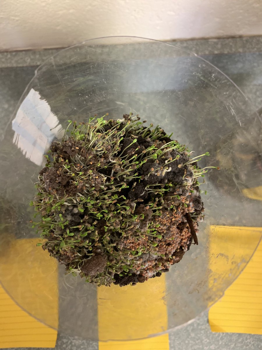 Marybeth Orlowski tweet media