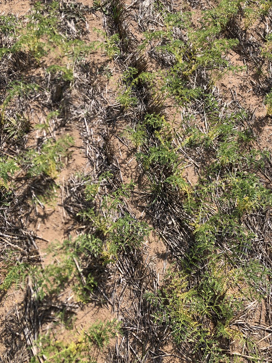 Chris Davey tweet media