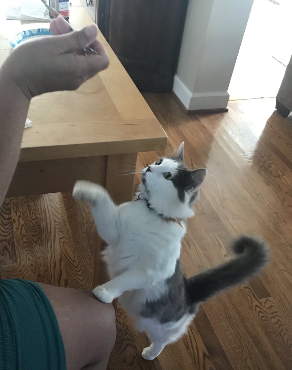 ali_mari3's tweet photo. Someone put my cat in a commercial https://t.co/J6FHw1CLnp