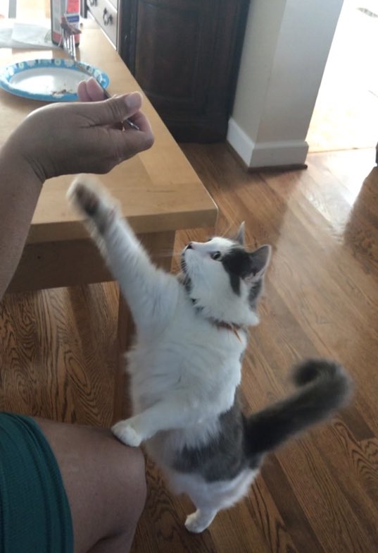 ali_mari3's tweet photo. Someone put my cat in a commercial https://t.co/J6FHw1CLnp