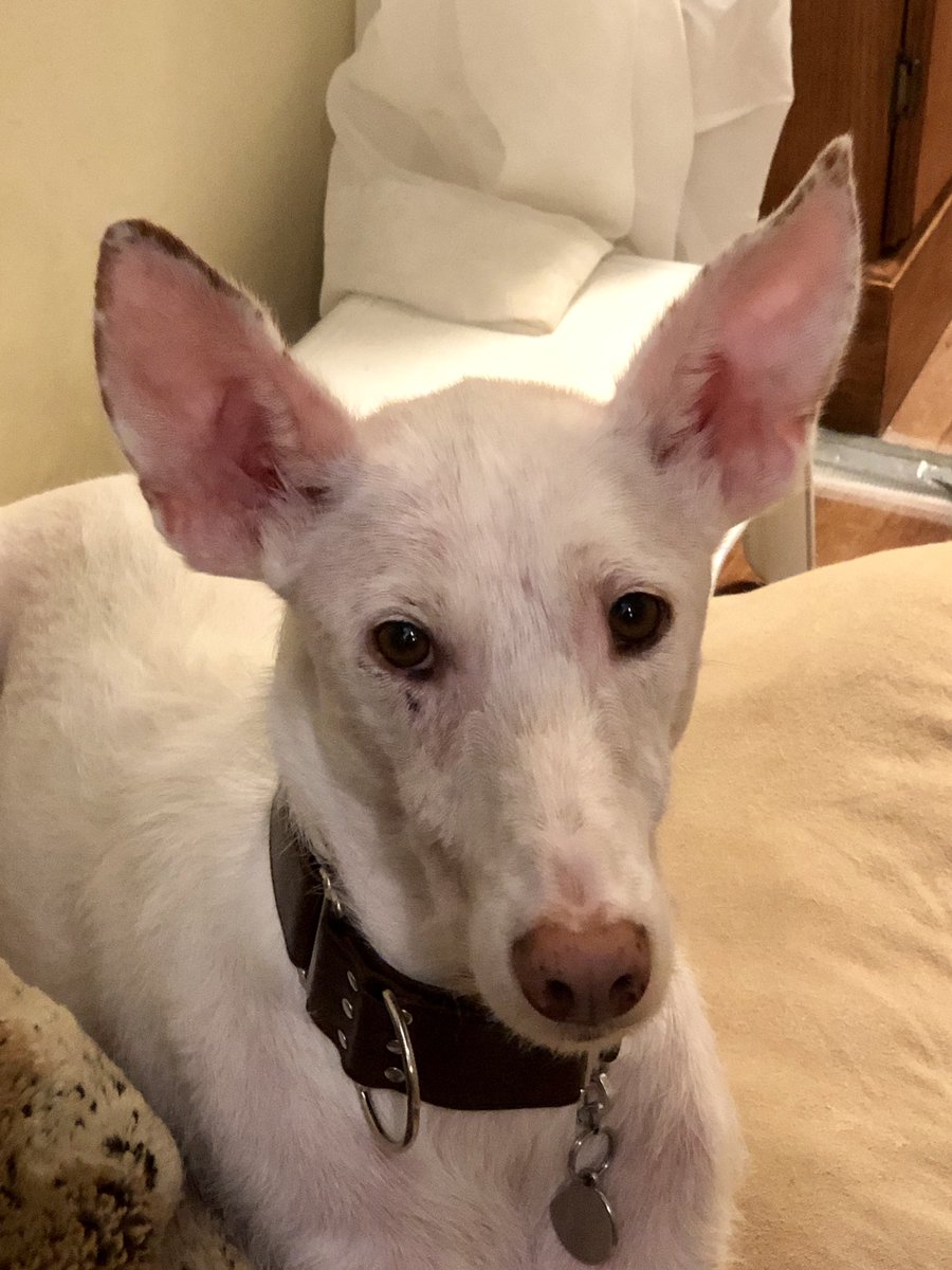 MustLoveDogsBou's tweet photo. Talco scratched at his face the other day creating a scab under his eye.  Now every time I look at him, he reminds me of a convict with a teardrop tattoo under his eye signifying that he’s killed someone.  Rest In Peace momma rabbit. #convict #teardrop https://t.co/t9nHT9Tmpl
