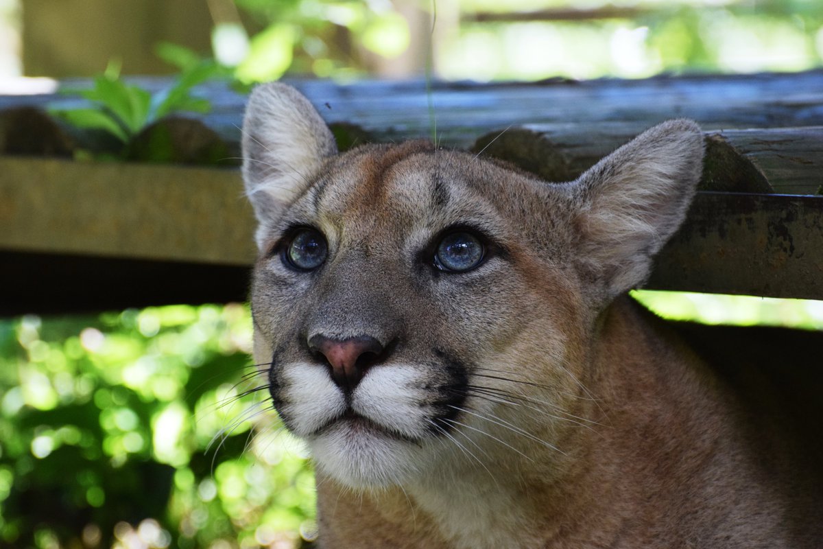 昨日とべ動物園を出発したピューマのタフは、本日無事に、盛岡市動物