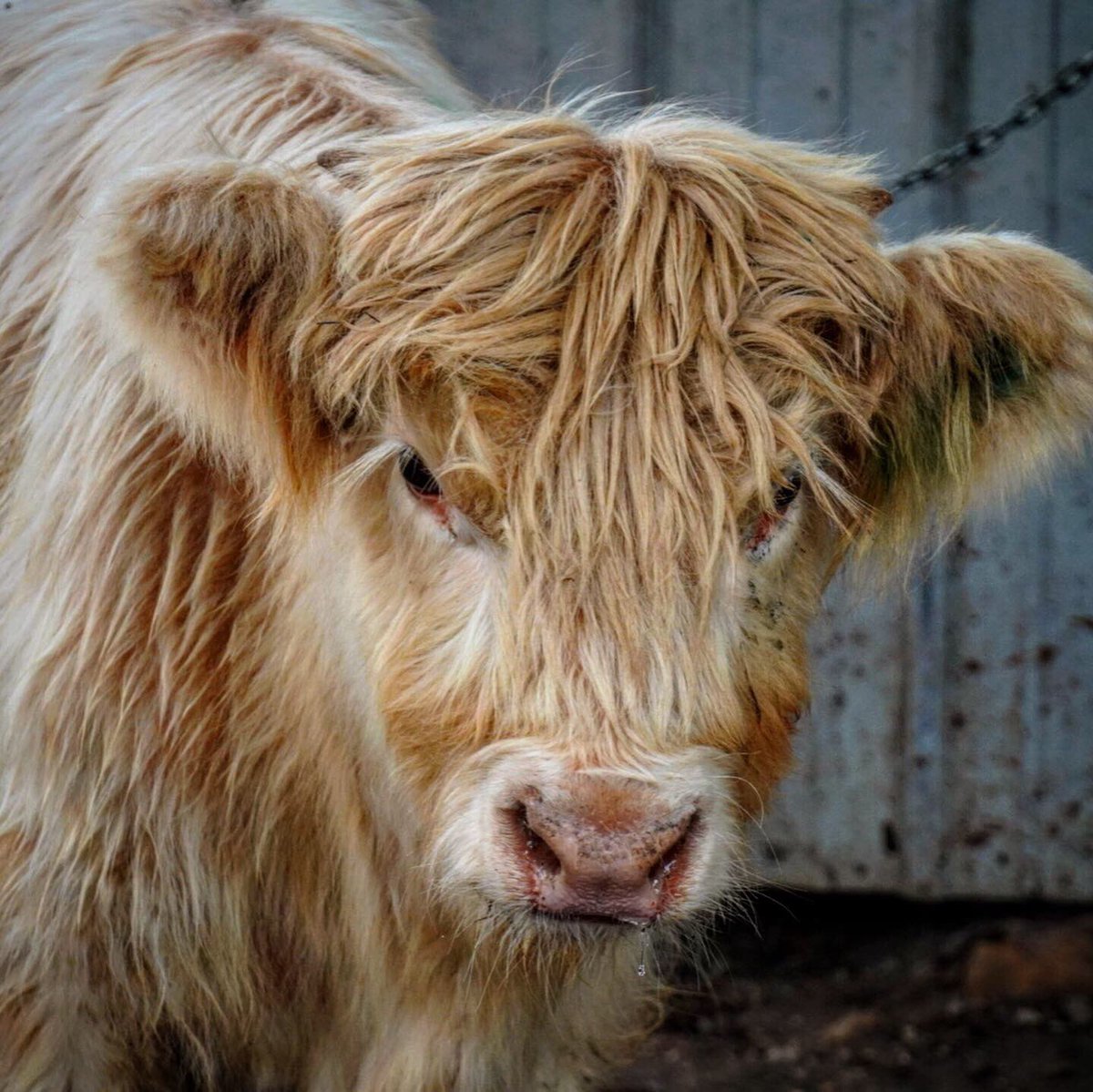 Some quick picks I took while visiting a client at the Red Willow Ranch (I’m Tunas, MO). Heading there soon to spend ample time taking photos of these babies!! 💙🏴󠁧󠁢󠁳󠁣󠁴󠁿💙 #Highlandcow #highlandcoo #scotland #cow #coo #highlands #scottish #itssofluffy #fluffy