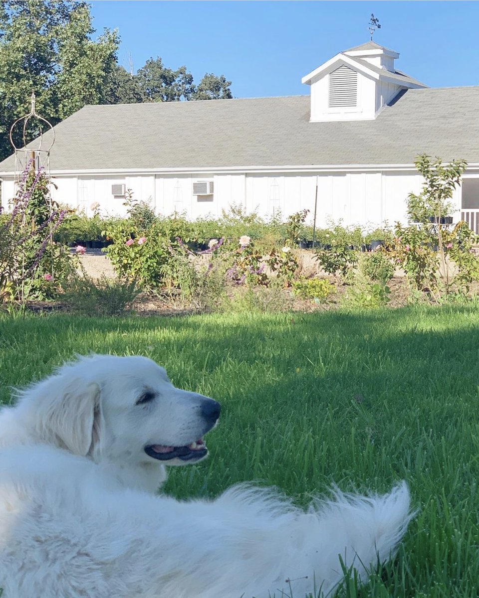 GraceRoseFarm's tweet photo. Life on the Grace Rose Farm wouldn't be complete without our farm dog Emma June.🐶🌹 #greatpyrenees #farmdog #gracerosefarm #gardenroses #doglover #dogsoftwitter #dogs #adoptdontshop #cutenessoverload https://t.co/7XyXXLn45Q