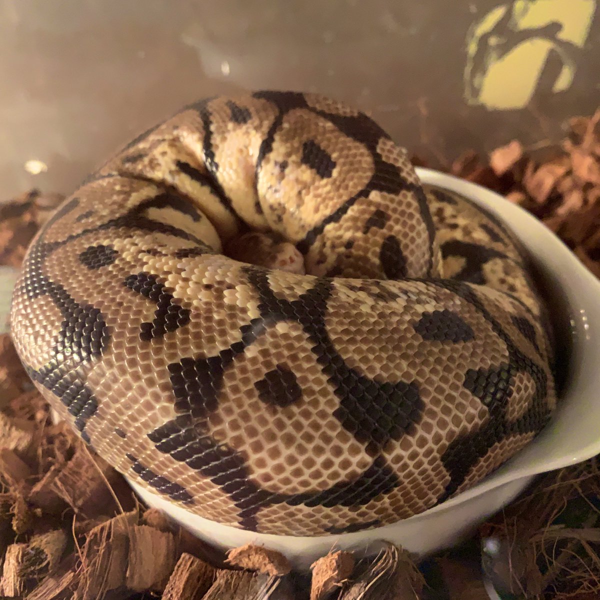 エキゾチックアニマルカフェricky青森店スタッフ オープンいたしました 今日はボールパイソンさんだけでなく コーンスネークさんまで丸まっております W 笑 れい ふくろうカフェricky青森店 アニマルカフェ ボールパイソン コーンスネーク