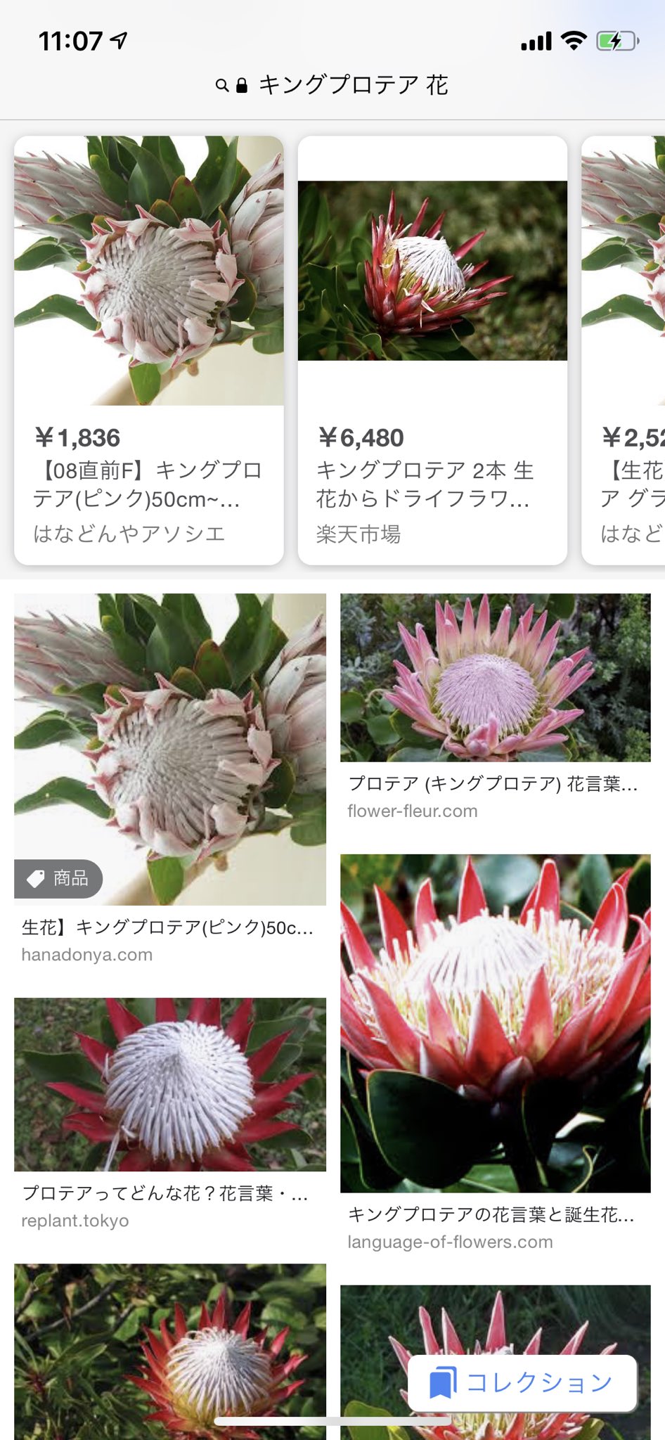 すべての花の画像 これまでで最高のキングプロテア 花言葉