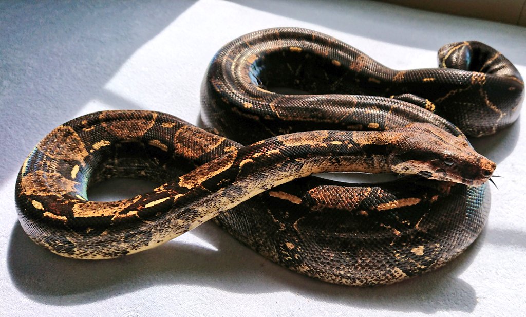 ボアコンストリクター